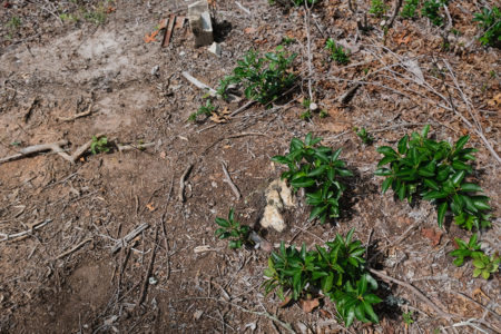 An unmarked grave, partially covered by vegetation.