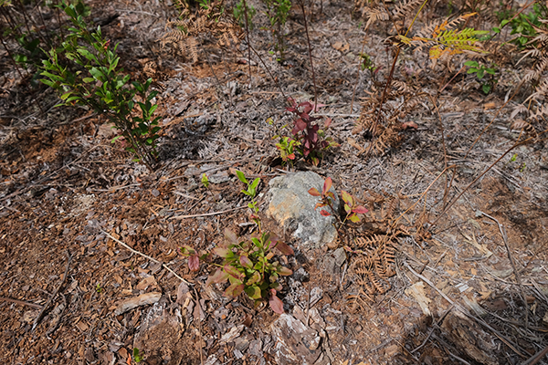 An unmarked grave, surrounded by vegetation.