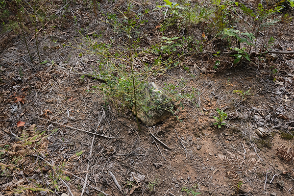 An unmarked grave, hidden by vegetation.