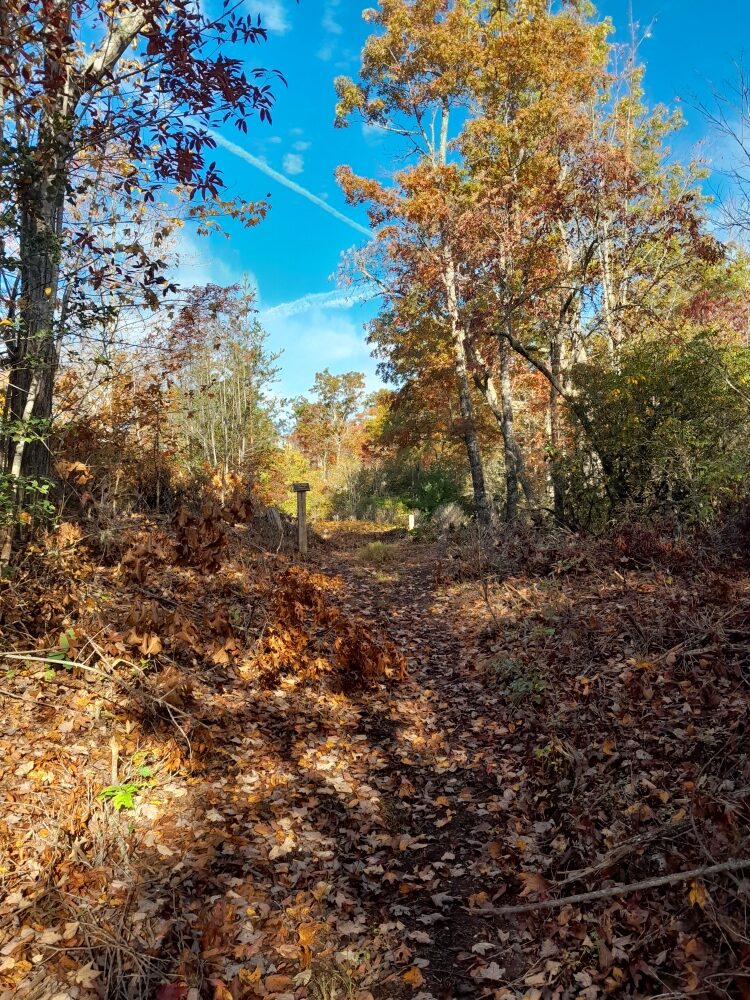 A photo showing the entrance of New Hope Cemetery in Franklin, North Carolina. Photo taken by Olivia Dorsey Peacock in October 2023.