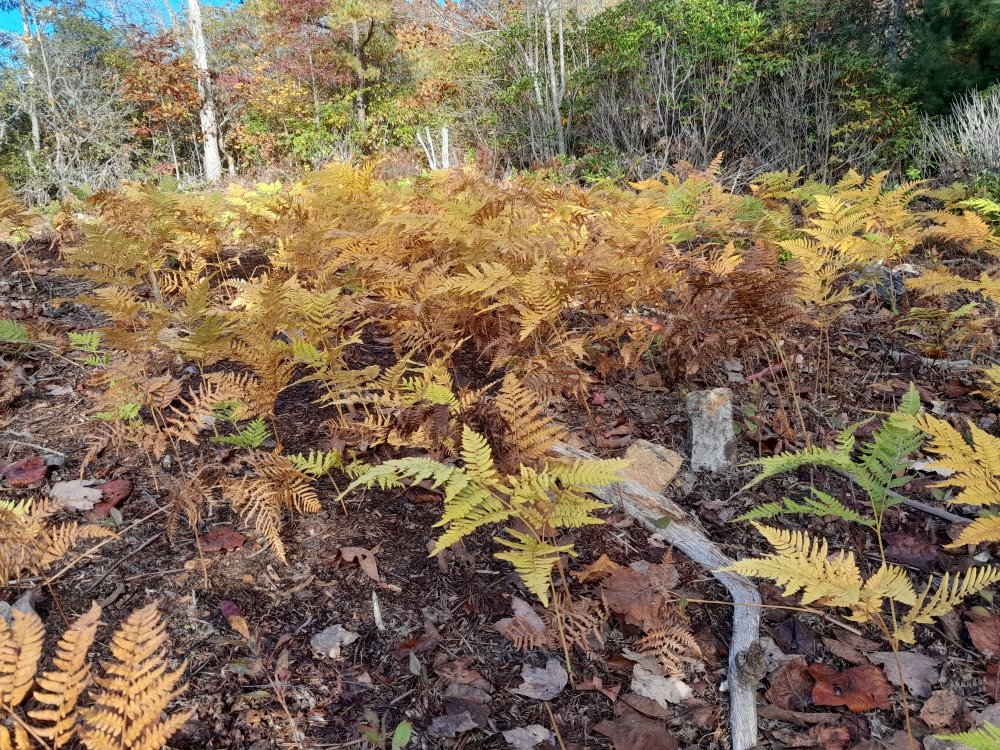 A photo showing a group of yellow and orange ferns covering several unmarked graves in New Hope Cemetery. Photo taken by Olivia Dorsey Peacock in October 2023.